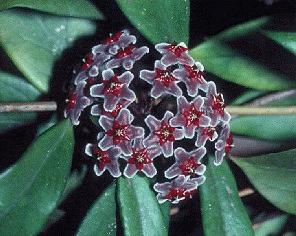 Hoya pubicalyx cv. 'Red Buttons'