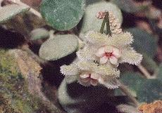 Hoya serpens