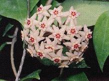 Hoya limoniaca