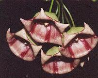 Hoya archboldiana