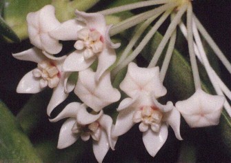 Hoya australis ssp keysii