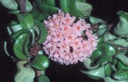 Hoya carnosa compacta