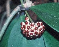 Hoya kerrii