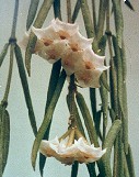 Hoya linearis