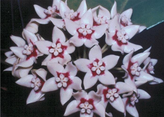 hoya calycina